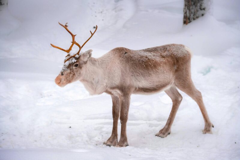 Deer-like animal with light tan fur and brown, branched antlers. The ground is covered in snow.