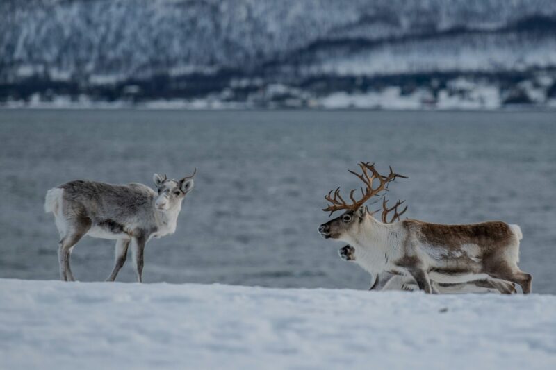 Gray and white animal with very short antlers on the left, and brown and white animals with large antlers on the right.