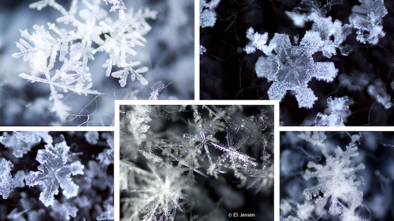 Composite image of zoomed-in view of several snowflakes.