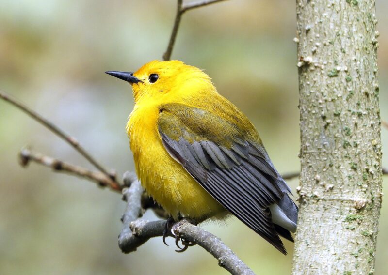 A small, roundish bird with bright yellow head and belly and black, pointed beak, perched on a twig.