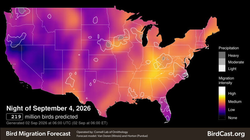 Help Birds During Fall Migration!
