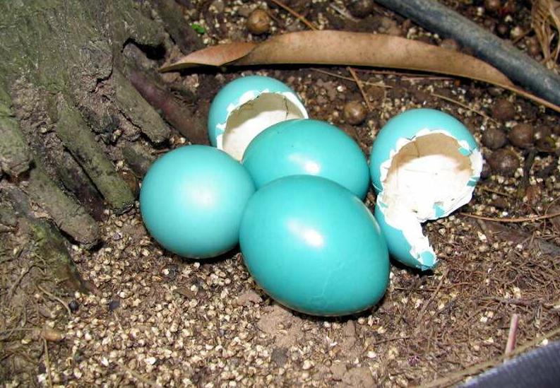 Turquoise blue eggs in a natural setting.