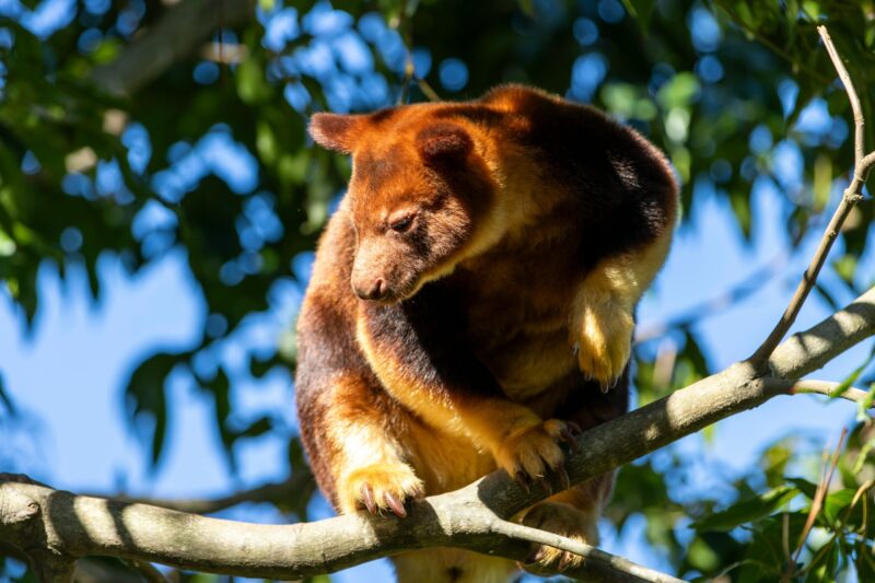 A brownish animal on a tree branch and looking down. It has sharp claws.