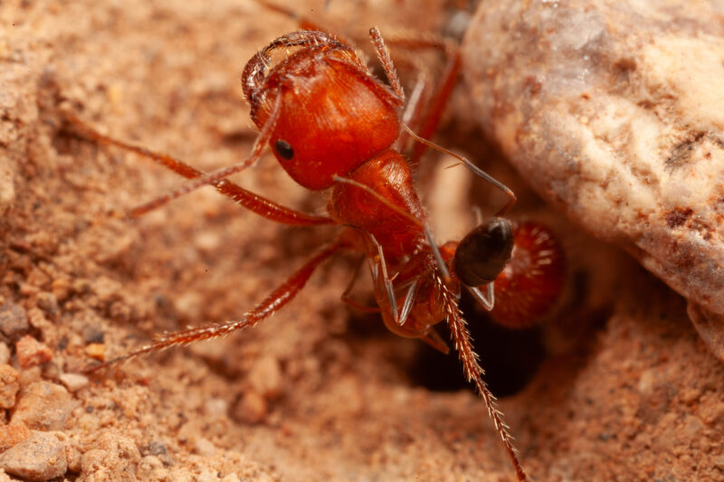 A brown ant with a big head large mandibles waiting above a whole.