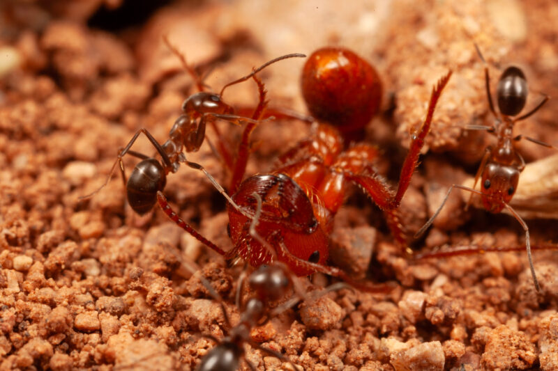 An ant with her legs up and 3 smaller ants nearby.
