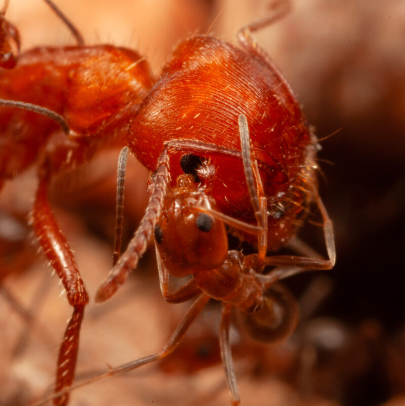 Close up of the head of an big ant, with a smaller ant near her eye.