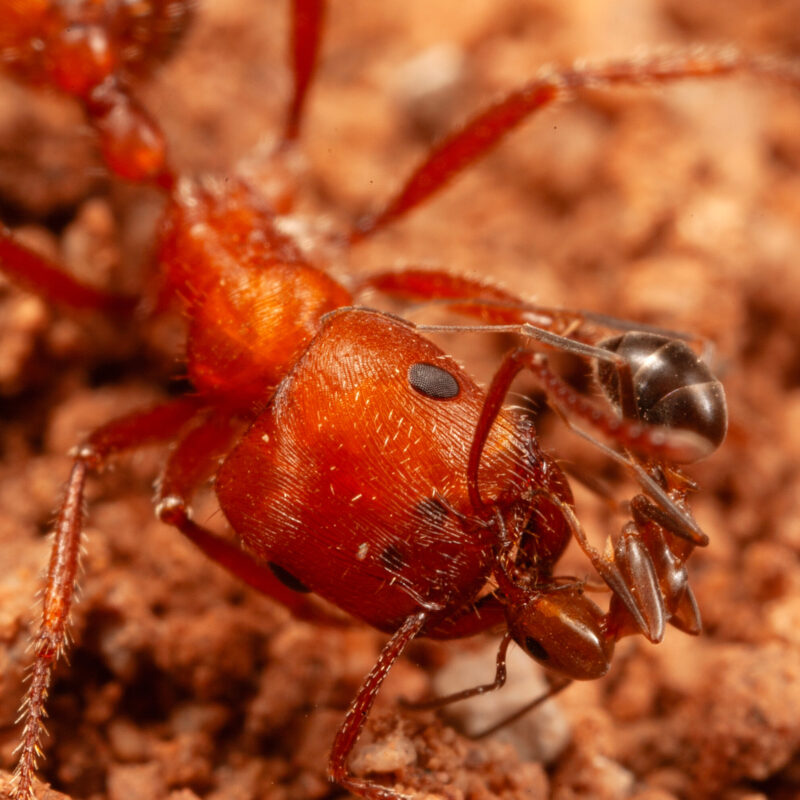 Close up of the head of a big ant with a smaller ant touching her mandibles.
