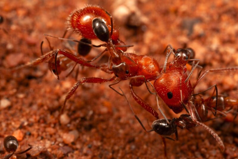 A brown ant with 5 smaller ants around. The smaller ants show a darker brown color.