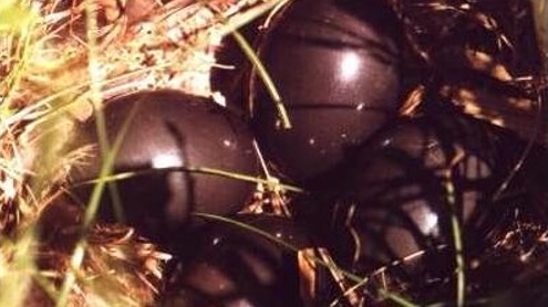 Deep chocolate-brown eggs from the tinamou bird.