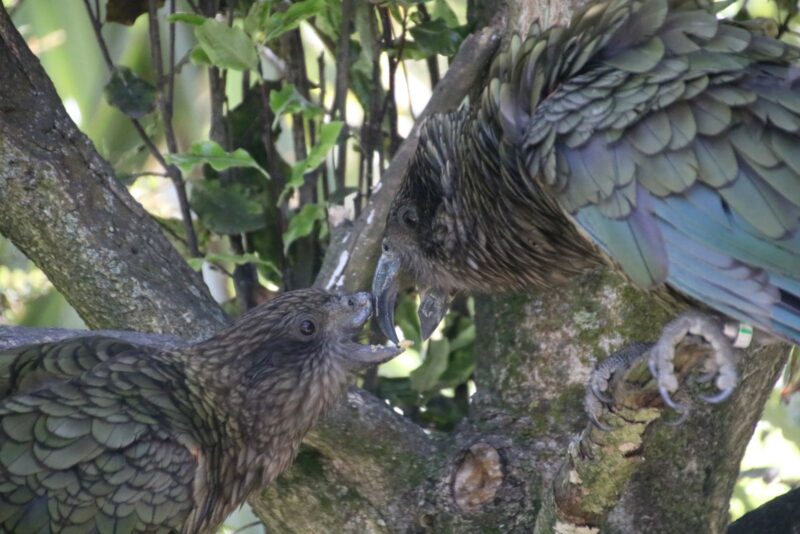 Disabled parrot: One parrot is picking debris off another parrot’s beak as part of grooming.
