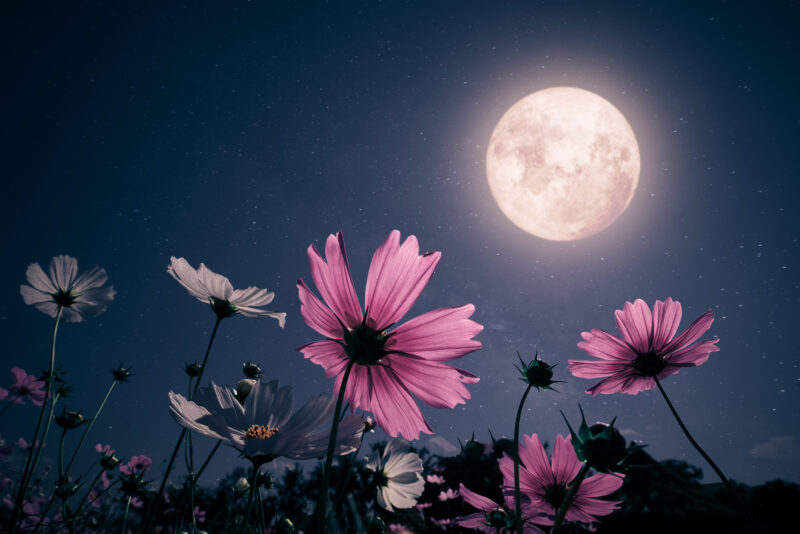Pink flowers in the foreground, and a night sky and full moon in the background.