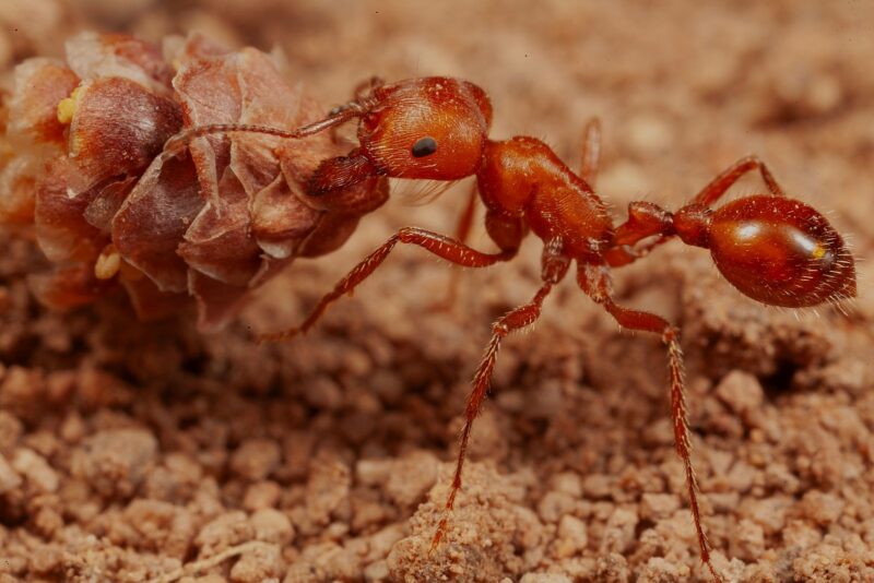 A harvester ant worker is collecting a huge seed.
