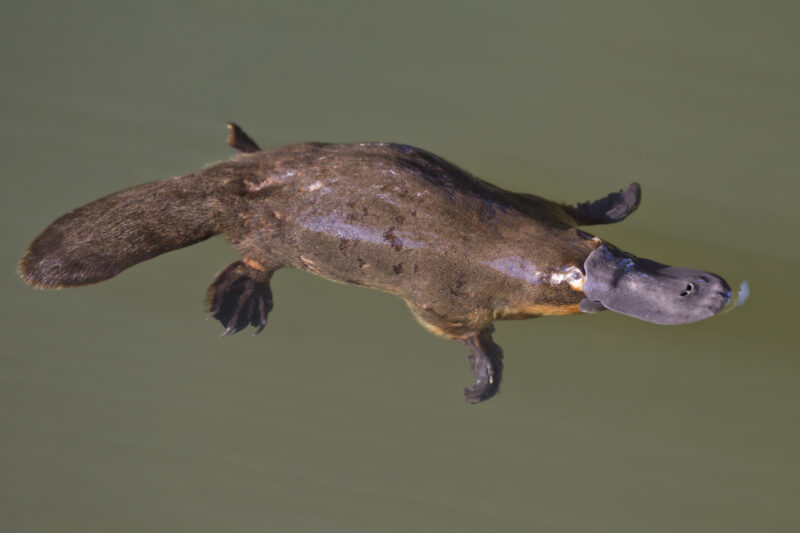 An animal with a large beak and flat tail and hair floats in water.