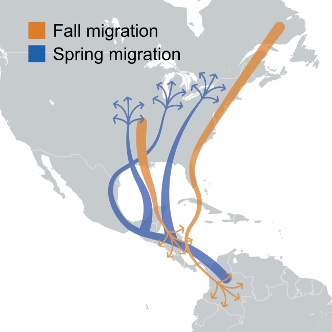 Map of most of North America and top of South America and arrows between areas of both.