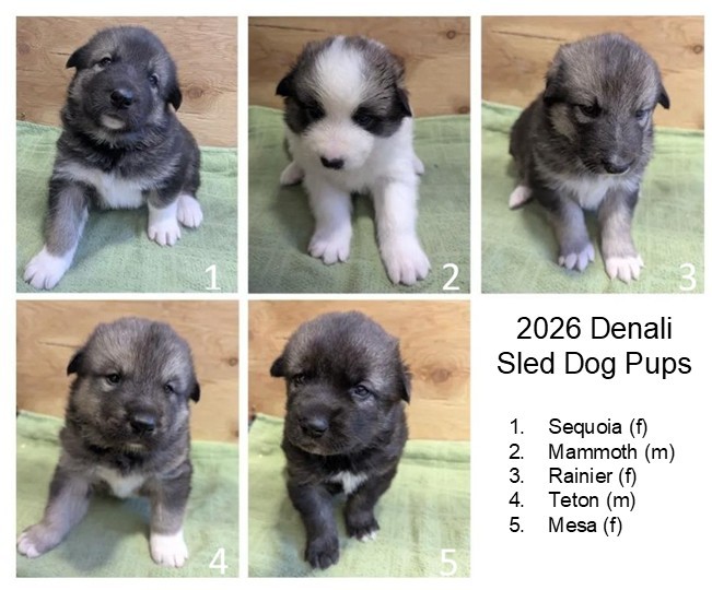 Denali sled dog puppy cam: Separate photos of 5 young gray-and-white puppies and a list of their names.