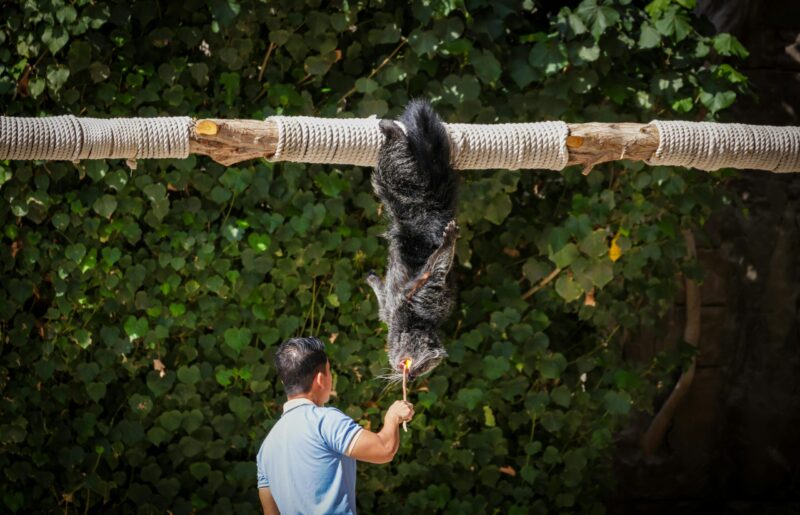 An animal hanging upside down from a tree. It is using its tail to grip the branch. Somebody is feeding it.