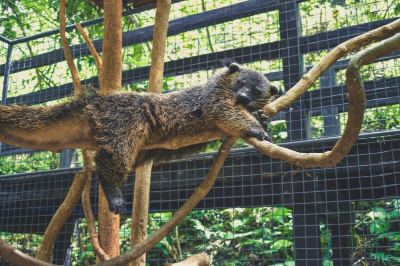 A dense-furred animal lying on a narrow branch, with its hind legs hanging and a long tail.