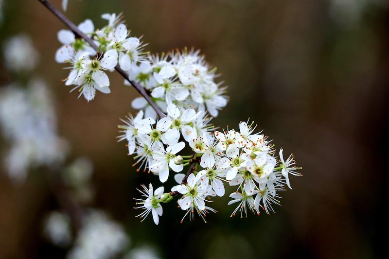 Clusters of small, white 5-petaled flowers with a lot of prominent stamens.