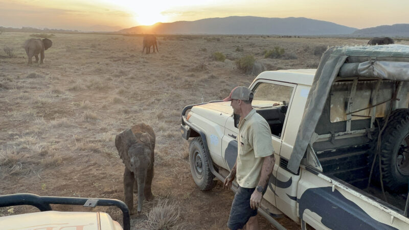 Elephant calf near a man and 2 trucks. There are 2 elephants in the distance.
