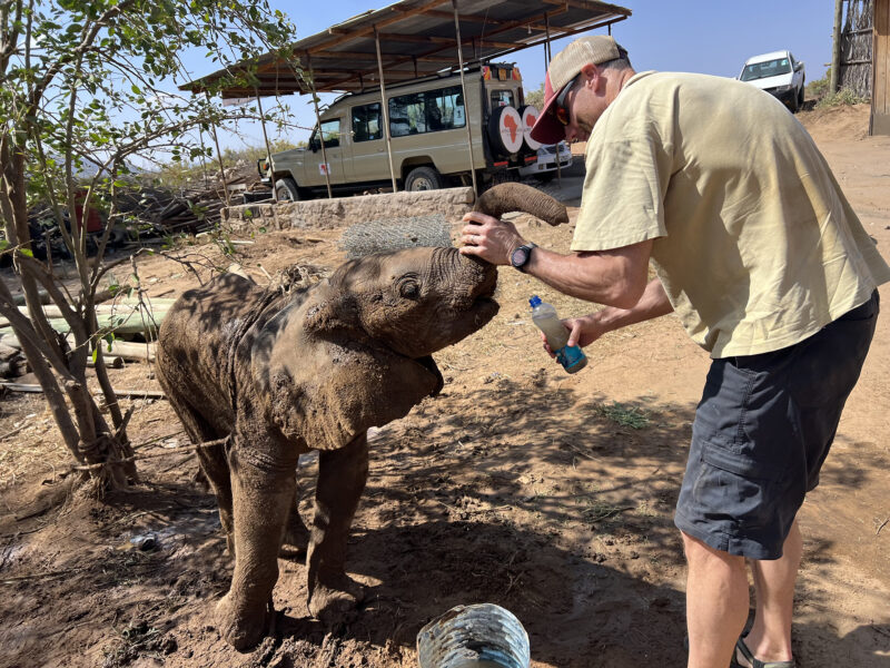 Baby elephant under the shadow of a tree, drinks water from a bottle. A man is gently holding her trunk.