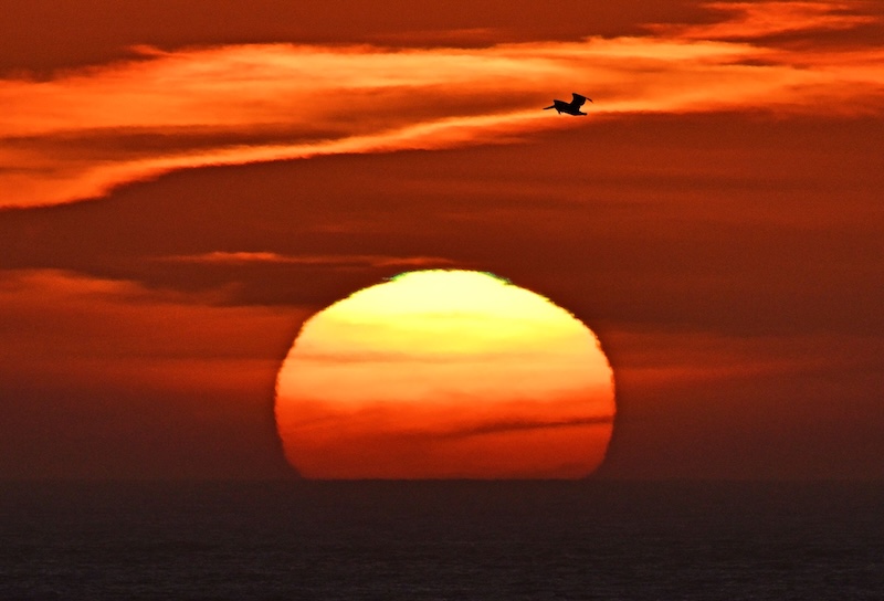 Sunsets over the ocean with a bird in the crimson sky.