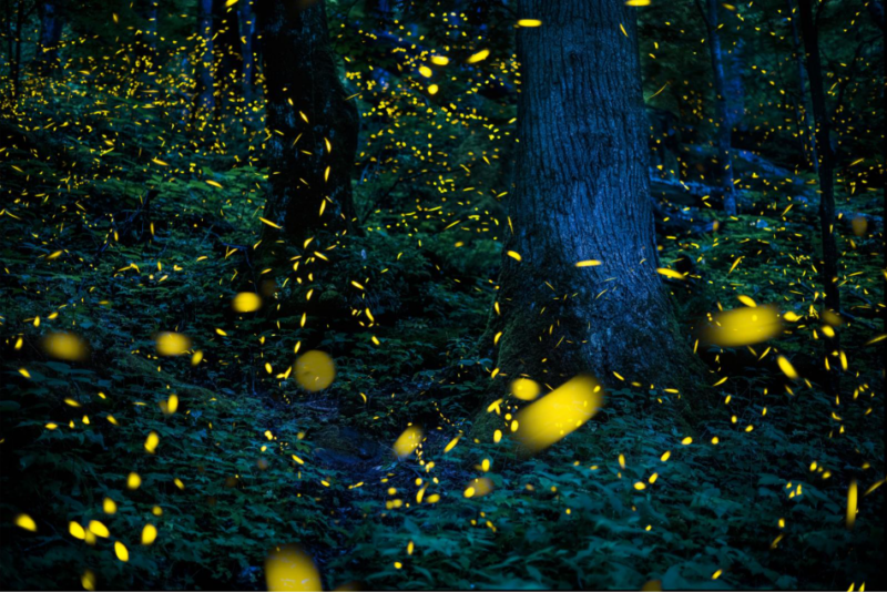 Thousands of yellow dots among trees in a dark forest.