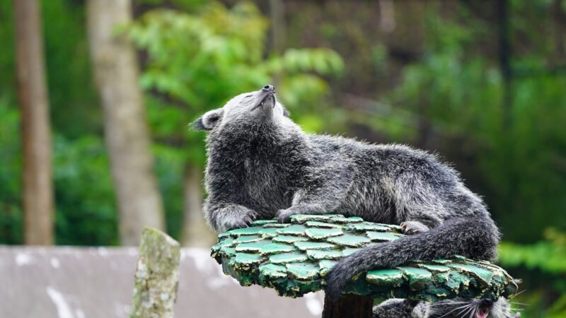 Furry animal lying on a platform. It is happily sunbathing.