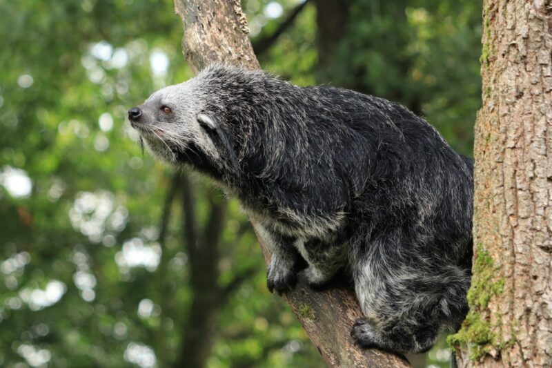 Animal with dense fur on a tree. It has long whiskers and small, round ears.