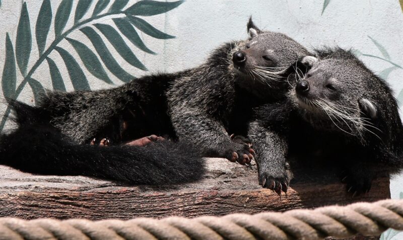 Two animals with dark fur sunbathing together. They look in the same direction, squinting.