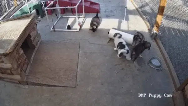 Four puppies play by a short, dog-sized white tube, and a black nose pokes out of the tube.