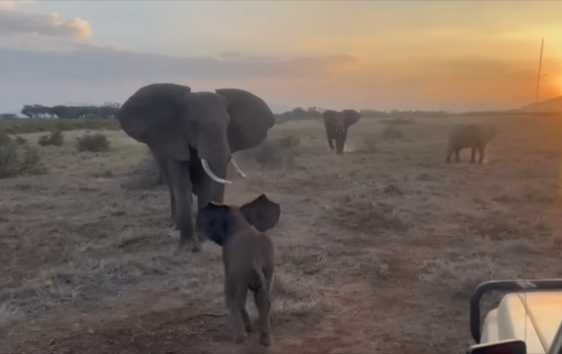 Baby elephant running toward a larger elephant, both with their ears spread wide.