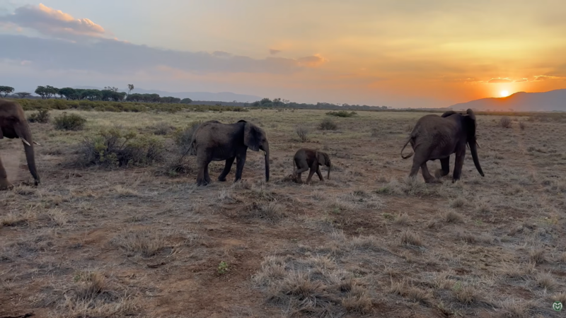 3 elephants in a line, with a calf in the middle. The orange sun is behind a soft mountain.