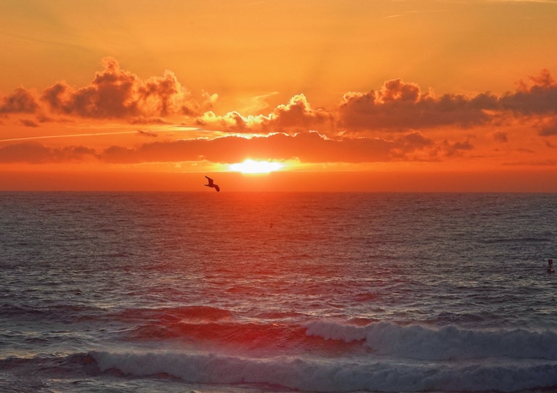 Sunset over the ocean with a seagull flying by.