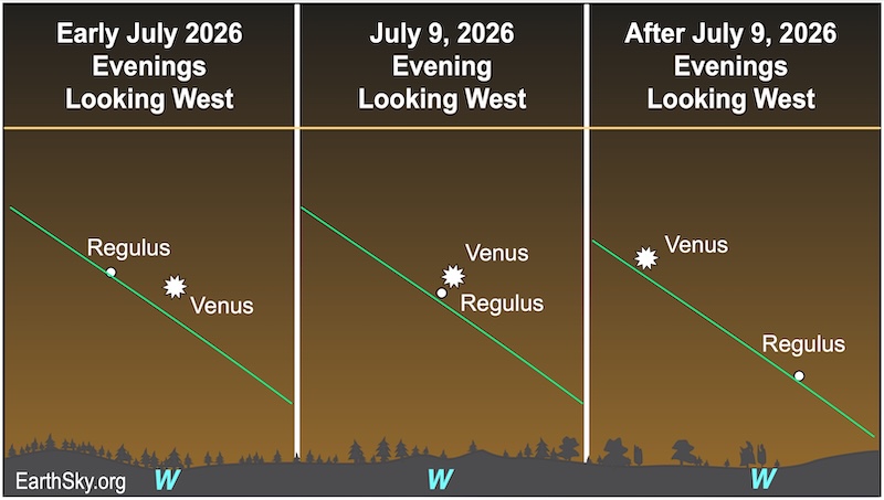Three charts showing the position of Venus in the western sky shortly after sunset. In the first, a starred dot, Venus, right of a dot, Regulus. In the socond, the starred dot is immediately above the dot. In the third chart, the small dot has moved away from the starred dot. They are all above a wavy line, the horizon.