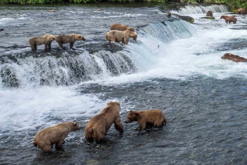 Varios osos pardos sobre y debajo de una cascada en un entorno boscoso.