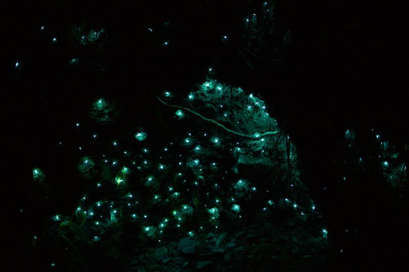 Many blue-green dots in a dark environment. There are tree roots around and small rocks below.