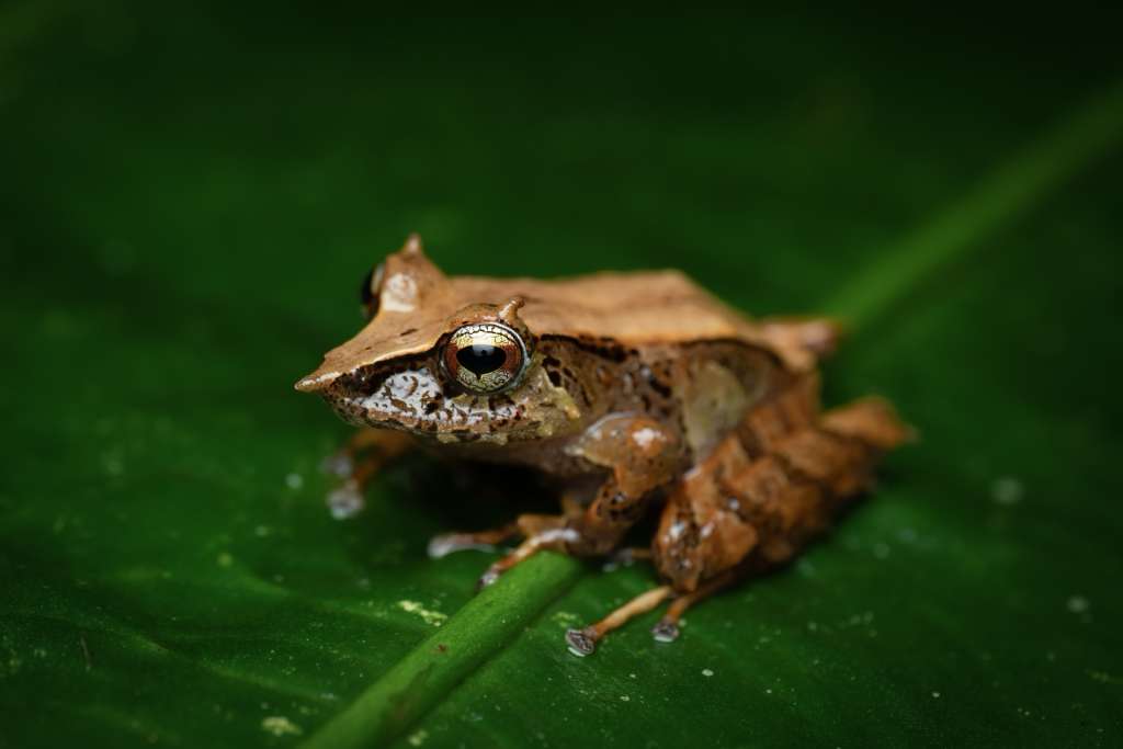 Brown frog on a green leaf. It looks wet and has long, thin fingers and toes. It has a pointy nose.