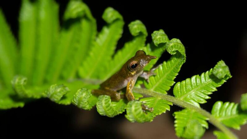 A small frog perched high on a branch surrounded by lush green leaves.