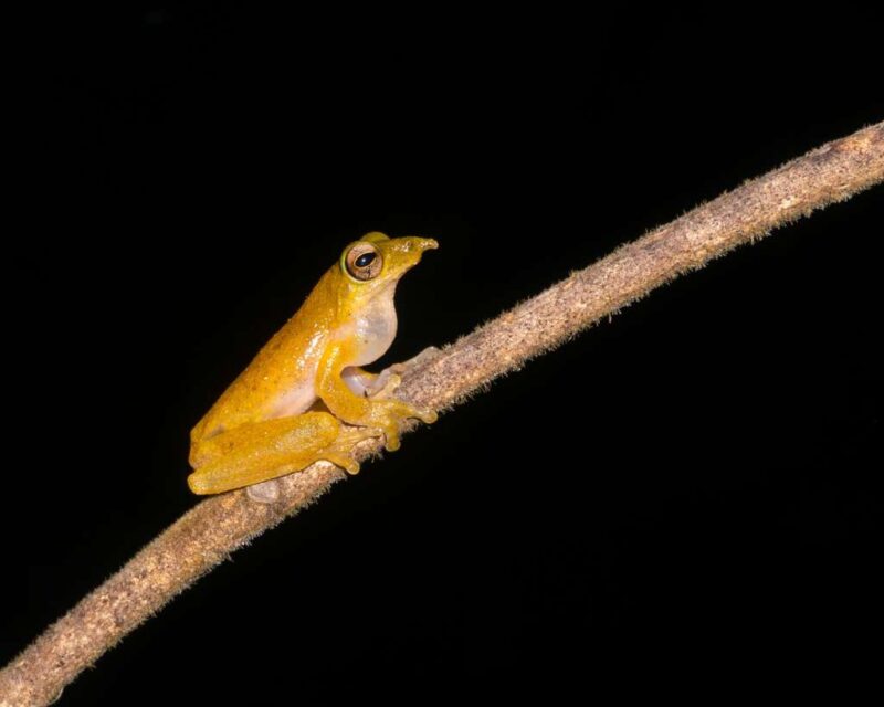 Yellow frog on a thin branch showing a soft nose and an inflated throat sac.