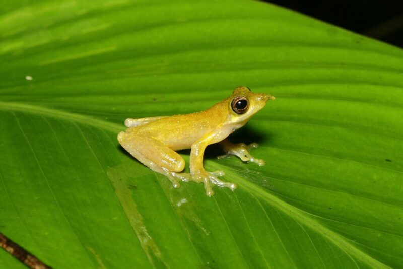 Pinocchio forgs: Yellow frog sits with its long hind legs folded beneath its body. It has a short, round nose.