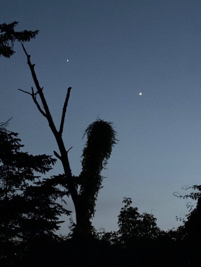 2 bright dots in a grayish sky. There are many trees and branches below.