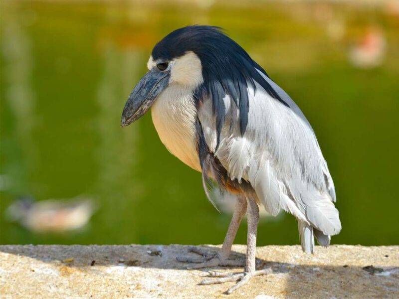 Bird with grey and white feathers for the body and black, long feathers behind its head.