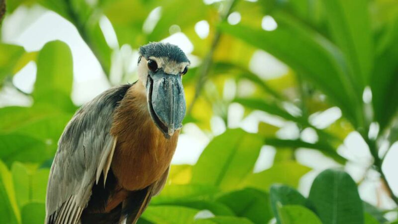 BOAT-BILLED HERON: EVOLUTION GOES SPECTACULARLY BIG