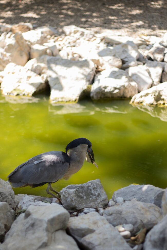 Animal near the water, with prey in its bill.