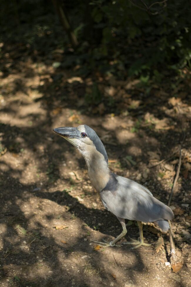 Animal with gray and white feathers looking up. It has a big neck and bill.