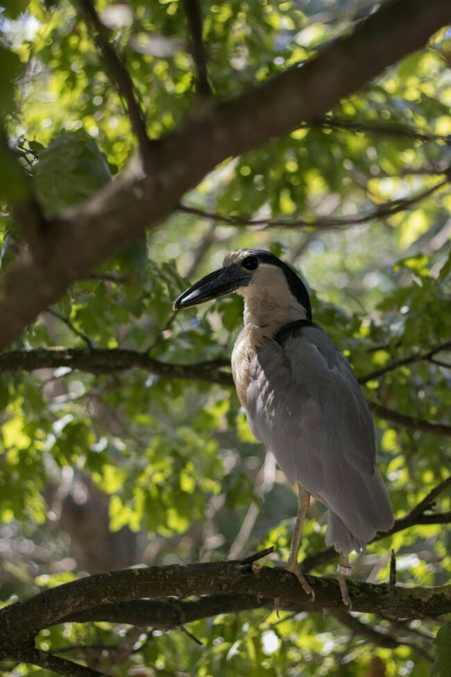 Gray, white and black bird on a tree branch, surrounded by other branches and leaves.
