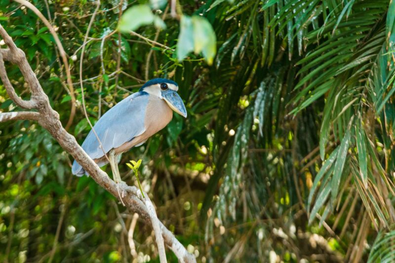 Bird with large bill and big eyes perched on a branch and seen from the side.