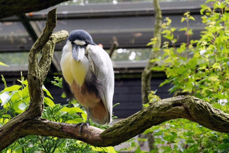 Bird with brown, grey and white feathers on a branch. Only one leg supports its weight.