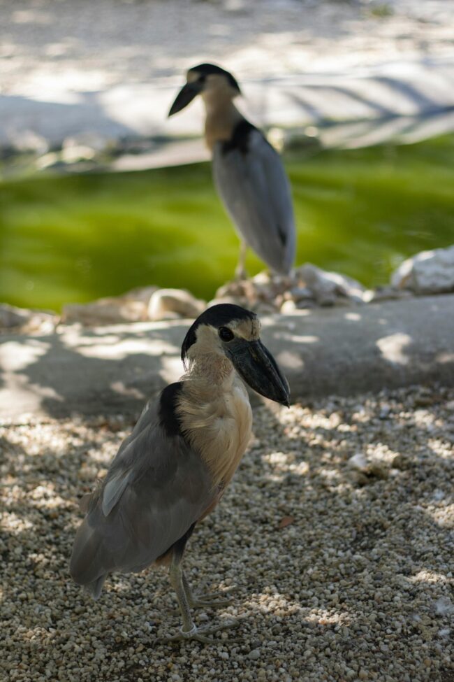 2 birds near the water. They have large bills and big, black eyes.