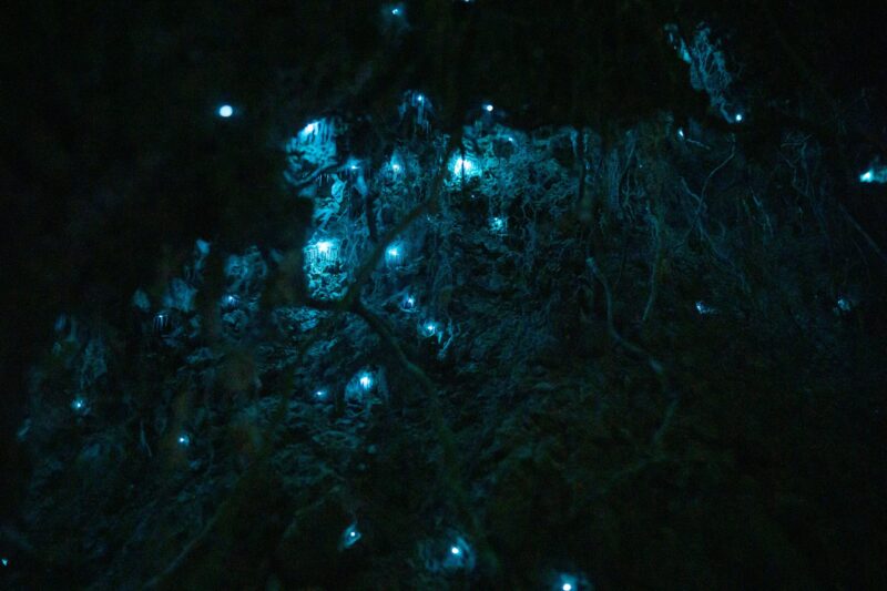 Blue dots under a cave with many tree roots around.